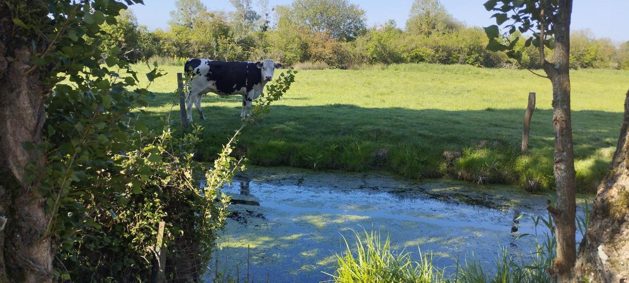 Charmante Maison De Campagne, Avec Jardin, Vue Riviere, 15 Min Cabourg Basseneville Eksteriør bilde